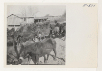 [recto] Forty head of Arkansas mules have been acquired by the Rohwer Relocation Center for use in the agricultural program.. The ...