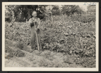 [recto] Mr. Tay Andow pauses a moment in his Victory Garden on Theodore Kreuger farm in Stratford, Conn. Mr. and Mrs. ...