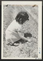 [recto] Fourth grade girl--Diane Wallace--weeding the school victory garden. ;  Photographer: McClelland, Joe ;  Amache, Colorado.