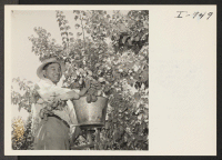 [recto] Masaru Miyamoto is picking apricots on his farm located at Rt. 1, Box 174, Selma, California, to which he and ...
