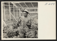 [recto] Yoshiro Befu (Granada) from Santa Maria, California, gains experience in eastern horticulture before continuing his college education, on the Greenough estate in Belmont, Massachusetts. ;  Photographer: Iwasaki, Hikaru ;  Belmont, Massachusetts.