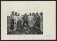 [recto] With a deft hand, beet farmer Spencer demonstrates sugar beet topping to former Los Angeles boys who have volunteered from the Wyoming Relocation Center to relieve the serious beet labor shortage in Montana. ;  Photographer: Parker, Tom ; , Montana.