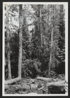 [recto] This is a view of the timber of the Big Spruce Logging Company operated by James Yanari, formerly of Heart ...