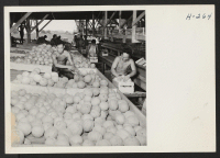 [recto] A scene in the sorting sheds on the Hellwig Brothers extensive farm west of St. Louis. The Hellwigs are growers ...