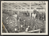 [recto] Mr. and Mrs. M. Fujii of Heart Mountain are again at work in their greenhouses at 77 Jackson Street, Mountain ...