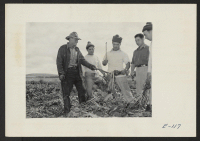 [recto] A young Los Angeles Nisei who has volunteered from the Wyoming Relocation Center for beet work in the fields of Montana, takes his first swipe at a beet top under the direction of farmer Spencer. ;  Photographer: Parker, Tom ; , Montana.