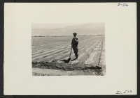 [recto] Manzanar, Calif.--Henry Takada, farm project foreman, is shown (above) irrigating recently planted onion field at this War Relocation Authority center for evacuees of Japanese ancestry. ;  Photographer: Stewart, Francis ;  Manzanar, California.