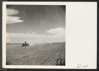[recto] Tule Lake, Newell, Calif.--Two evacuee crews are shown operating onion planters on the farm at this War Relocation Authority center. Each planter can seed about fifteen acres of white onion per day. ;  Photographer: Stewart, Francis ;  Newell, Califor