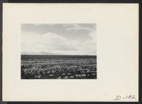 [recto] A view of the farm at this relocation center, showing the tremendous acreage and superb crops grown by evacuee workers. ;  Photographer: Stewart, Francis ;  Newell, California.