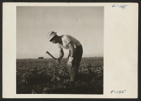 [recto] Philip Nakaoka swings his piked knife to pick up a sugar beet. The beet is grasped in the left hand and the top chopped off with the knife. Philip is a former Los Angeles resident who volunteered for beet work from the Poston Relocation Center. ;  Photo