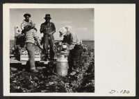 [recto] Evacuee spinach harvesters take time out from their work to have a refreshing drink of water. ;  Photographer: Stewart, Francis ;  Newell, California.