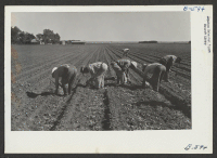[recto] Volunteer farm workers thin lettuce. ;  Photographer: McClelland, Joe ;  Amache, Colorado.