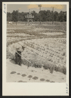 [recto] Closing of the Jerome Center, Denson, Arkansas. The decorative flower gardens at the approach to the center's administrative buildings was ...