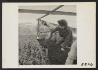 [recto] Watering young tomato plants on a farm in Alameda County, California, prior to evacuation. Evacuees of Japanese ancestry will be housed in War Relocation Authority centers for the duration. ;  Photographer: Lange, Dorothea ;  San Leandro, California.