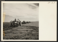 [recto] Four crews of potato farmers drop seed potatoes in the rich black soil on the evacuee farm near this War Relocation center. ;  Photographer: Stewart, Francis ;  Newell, California.