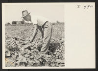 [recto] Mr. Kaudy Mimura, a native Orosan, is shown picking cucumbers on his farm located at Rt. 1, Box 43, Orosi, ...