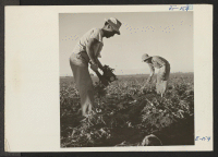 [recto] Two former Los Angeles youths, John Fukushima and Masayuki Tashima, who volunteered as beet topping labor from the Poston Relocation Center, work in the fields near Milliken, Colorado. ;  Photographer: Parker, Tom ;  Milliken, Colorado.