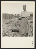 [recto] John Yamane, 1908 Redondo Blvd., Gardena, California, operates the Golden Nursery. He was formerly at Poston. Operating with him are his three brothers, Carl, Henry, and Frank. He reports that he is having marketing difficulties. ;  Photographer: Iwasak