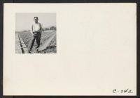 [recto] Harry Konda is shown above in strawberry field on March 27, 1942, six weeks before he and 142 other farmers ...