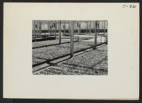 [recto] Manzanar, Calif.--A view of section of the lathe house at this War Relocation Authority center where seedling guayule plants are propagated by experienced nurserymen evacuees in the guayule rubber experiment work. ;  Photographer: Lange, Dorothea ;  M