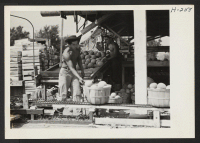 [recto] Two relocatees from the Rohwer Center put cantaloupes on the conveyor which carries them into sorting bins. Nearly 100 of the employees at the Hellwig Brothers farm near St. Louis were recruited from the Rohwer Relocation Center. ;  Photographer: Mace,