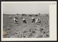 [recto] Beet weeding on the Hellwig Brothers farm near St. Louis, where scores of relocated Japanese-Americans from the Rohwer Center are ...