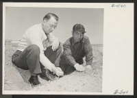 [recto] Robert Cozzens, field director of the WRA, discusses potato planting with one of the evacuee farmers. ;  Photographer: Stewart, Francis ;  Newell, California.