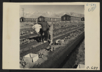 [recto] Manzanar, Calif.--Evacuee in her hobby garden which rates highest of all the garden plots at this War Relocation Authority center. Vegetables for their own use are grown in plots of 10 x 50 feet between barracks rows. ;  Photographer: Lange, Dorothea