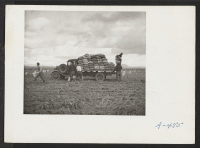 [recto] Evacuee farmers loading a truck with potatoes from the farm at this relocation center. ;  Photographer: Stewart, Francis ;  Newell, California.