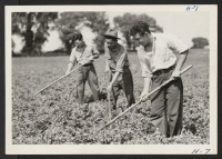 [recto] These three boys, with others from the various relocation centers, are now relocated and employed on a large farm near Marengo, Illinois. They are here shown hoeing a large acreage of potatoes. Left to right are: Shinobu Sakuma, Joe Chihara and Yoshio Dog