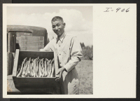 [recto] Mr. T. S. Akiyama, formerly from Minidoka, displays some of the asparagus which is ready to be crated in the packing shed. The Akiyamas are marketing their crops through the Apple Growers Association and expect to sell more than 100 crates during the seas
