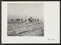[recto] Potatoes on the farm at this relocation center are dug by a mechanical digger pulled by a tractor--then sacked by evacuee farmers. ;  Photographer: Stewart, Francis ;  Newell, California.