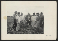[recto] On the first day in beet fields in Montana, these former Los Angeles Nisei boys are being instructed in the proper art of beet topping by beet farmer Spencer. ;  Photographer: Parker, Tom ; , Montana.