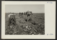 [recto] Volunteer beet workers from the Relocation Center at Granada, Colorado, working a field near Keensburg, Colorado. ;  Photographer: Parker, Tom ;  Keensburg, Colorado.