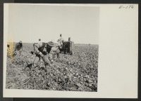 [recto] Volunteer evacuee beet workers from the Granada Relocation Center working in a field near Prospect, Colorado. ;  Photographer: Parker, Tom ;  Prospect, Colorado.