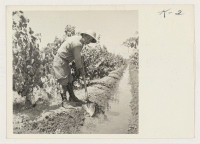 [recto] Yonezo Shimada irrigating grapes in his vineyard at Rt. 1, Box 366A, Acampo, California. The Shimada family returned from the ...