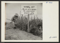 [recto] A sign at the flower nursery, where much experimentation is being done to develop strains of flowers which will thrive in hot dry climates. ;  Photographer: Stewart, Francis ;  Rivers, Arizona.