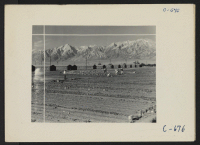 [recto] Manzanar, Calif.--A view of the hobby gardens, where, in plots 10 x 50 feet, evacuees of Japanese ancestry are growing flourishing garden-truck crops for their own use, in the wide space between rows of barracks. ;  Photographer: Lange, Dorothea ;  Ma