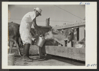 [recto] Y. T. Sakoda, former vegetable worker from Guadalupe, California, is now enrolled in the dairy school, here. He is shown feeding calves. ;  Photographer: Stewart, Francis ;  Rivers, Arizona.
