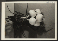 [recto] The 1944 crop of Yellow Sweet Spanish onion grown Agricultural Section of the Heart Mountain Relocation Center. ;  Photographer: Ushioka, Henry ;  Heart Mountain, Wyoming.