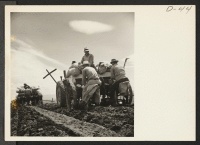 [recto] Potatoes are planted in the rich black earth by crews of evacuee farmers at the relocation center. ;  Photographer: Stewart, Francis ;  Newell, California.