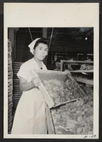 [recto] Betty Hashigushi, 21, formerly a San Diego, California girl and recently relocated from the relocation center at Poston, Arizona, is here shown at work in a large Chicago candy factory where she is employed with a number of evacuees. ;  Photographer: Ma