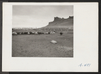 [recto] A view showing the hogs at the temporary hog farm at this center. ;  Photographer: Stewart, Francis ;  Newell, California.