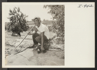[recto] Charles K. Iwasaki is irrigating his peach orchard located at Rt. 1, Box 384, Reedley, California, to which he and ...