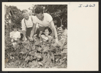 [recto] Sheila (age 6), Setsujiro Uno, Chick Masaru Uno and Naomi (age 2-1/2) are shown picking string beans in the victory ...