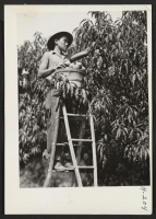 [recto] Hizuo Hojo, relocated from the Rohwer Center, is here seen picking choice peaches at the Alvin O. Eckert Orchards near Bellville, Illinois. Hojo is one of 20 relocatees who were recruited from the Rohwer Center for this work. ;  Photographer: Mace, Char