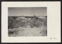 [recto] Evacuee property. A view of a farm formerly operated by a farmer family of Japanese descent. This hillside farming area is sub marginal with frequent outcroppings of rocks and patches of very shallow soil. ;  Photographer: Stewart, Francis ;  Penryn,