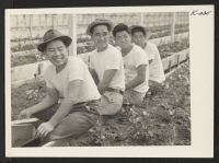 [recto] Working in the Sequoia Nursery in Redwood City, California, are (from left to right) Hirosuke Inouye, Topaz; Satoru Yamada, Gila; ...