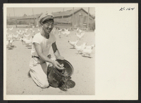 [recto] Jim Miyano at feeding time on his ranch, Route 4, Box 114, Petaluma, California. Jim was the second man to return to the Petaluma area. This fine flock of Leghorns reflect the care of an expert. Jim was formerly a resident of the Granada Relocation Center