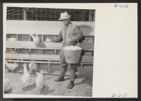 [recto] S. Uyeda, evacuee from Auburn, Washington, is shown gathering eggs on the poultry farm here. Uyeda owned his own poultry business which consisted of 2,000 chickens. He operated this farm for 10 years. ;  Photographer: Stewart, Francis ;  Newell, Calif